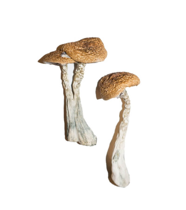 Wavy Caps Mushrooms