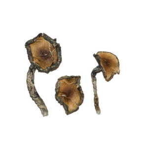 Blue Meanie Mushroom