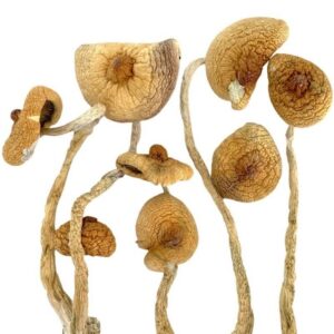 Golden Teacher Mushrooms