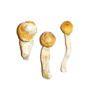 Penis Envy Mushrooms