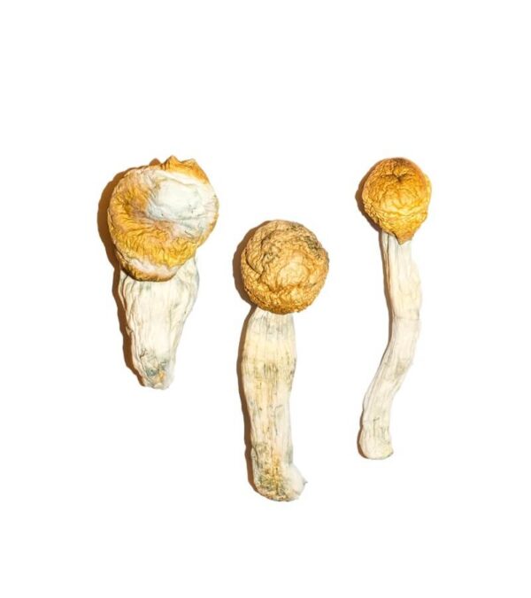 Penis Envy Mushrooms
