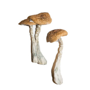 Wavy Caps Mushrooms