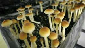 magic mushrooms season uk